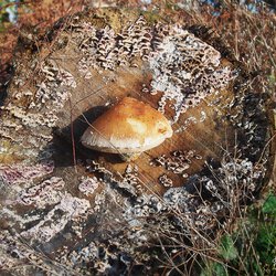 Pilze 3